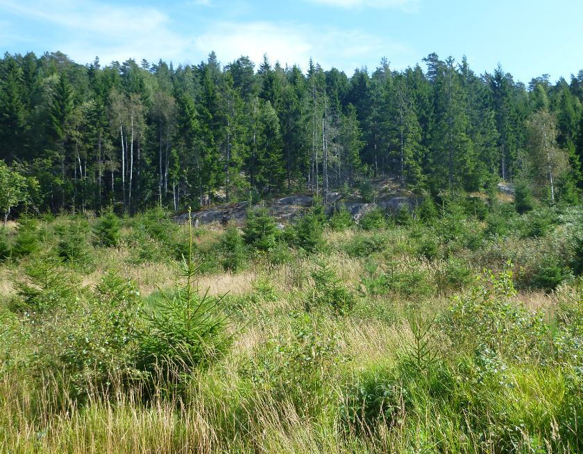 Figur 5: Hogstflate med plantet gran, oppslag av dunbjørk, smyle og skogrørkvein i influensområdets nordøstre del.