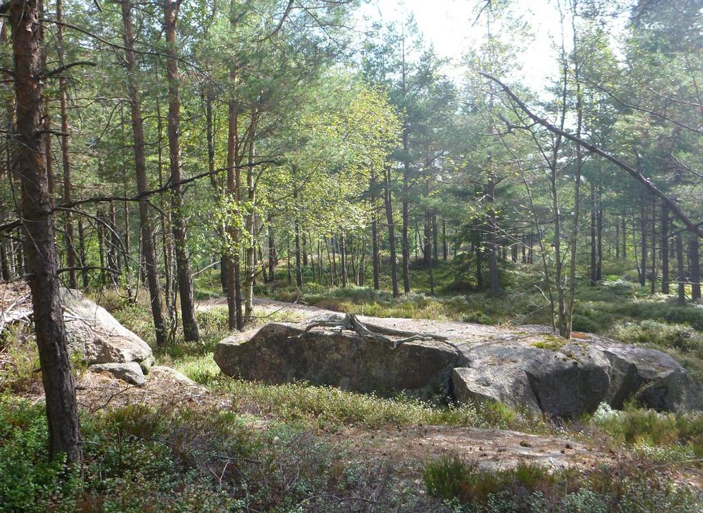 Figur 7: Knausskog i mosaikk med