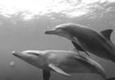 lundervannsvidvinkel 2 Passende for å ta bilde av et stort motiv som beveger seg raskt, som f.eks en delfin eller djevlerokke.