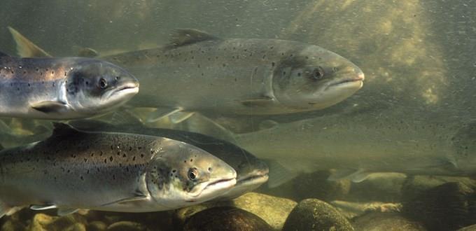 Lakse- og innenlandsfiskeloven 1 Lovens formål er å sikre at naturlige bestander av anadrome laksefisk, innlandsfisk og deres leveområder samt andre ferskvannsorganismer forvaltes i samsvar med