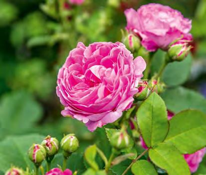 Royal blomstring Helårshjelp til rosene Ved utplantingen brukes en torvfri spesialjord for roser. Om våren strøs organisk Azet RoseGjødsel ut og arbeides lett inn.