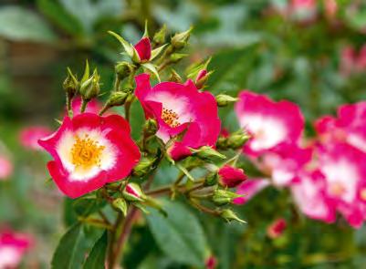 varer inntil seks uker oftest med intens duft får lett sykdommer potte-variantene) før de plantes, til ca. 20 cm lengde. Sammenfiltrede røtter hos potteroser bør løses opp.