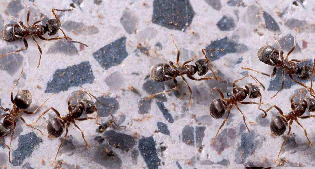 Maur - nå er det nok kravling Nyt sommeren på terrassen uten maur! Maur kan være svært plagsomme. Innomhus tar de for seg av matvarer og på terrassen graver de ut treverket så det blir farlig å gå på.