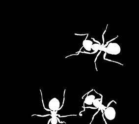 Maurene bærer lokkematen fra boksen til tuen og forer arbeidere, larver og dronning med den.