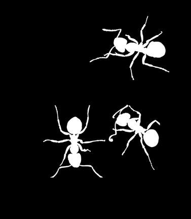 For at bladlusene skal ha best mulig betingelser, bærer maurene den over på andre planter og bidrar dermed til å spre dem utover. For å beskytte bladlusene, jager og dreper maurene nytteinsekter.