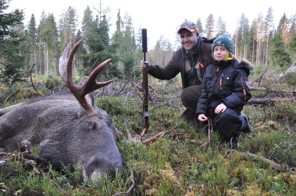 Elgbestanden tas hardt 100-144 elg i året tar et ulvepar ingen jaktbar bestand i