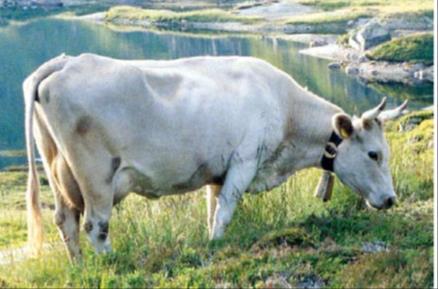 Hvilke raser Vestlandsk fjordfe Fjordfeet hørte hjemme på