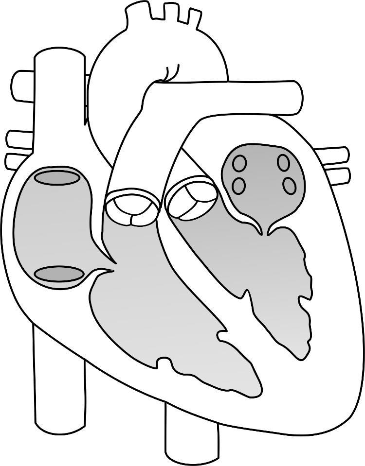 Oppgåve 2 Sirkulasjonssystemet og respirasjonssystemet (15 poeng) a) Namngje dei seks nummererte strukturane på illustrasjonen av hjartet. Du kan velje å nytte norske og/eller latinske nemningar.