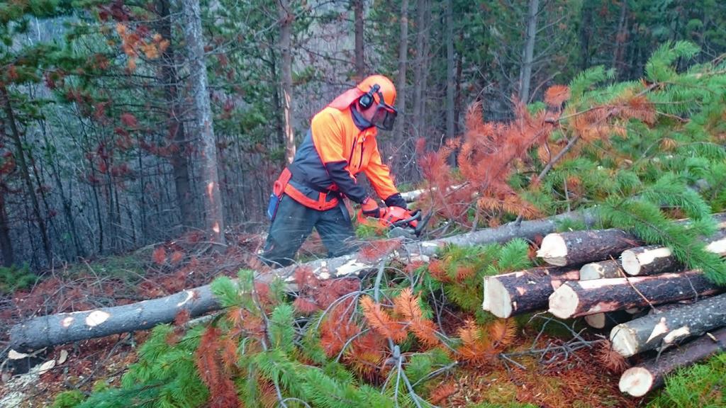 uttak av ved til setrene i området. Denne skogen er lågproduktiv. Verdivurderingane i dette kapittelet er baserte på konsekvensutgreiinga for verneplan for Breheimen, for temaet jordbruk og skogbruk.