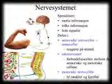 delen av nervesystemet som fysisk ligger utenfor hjernen og ryggmargen "kommunikasjonslinjen mellom sns og resten av kroppen" Sensorisk enhet Sensorisk enhet består av nerveceller som sender signaler