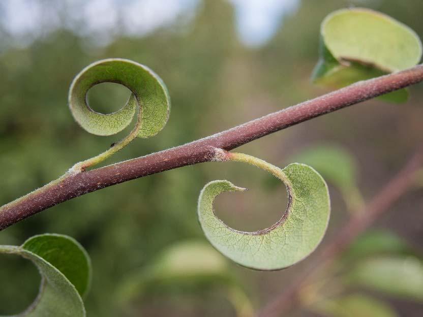 Gråpære med nekroser på bladenes hovednerver.