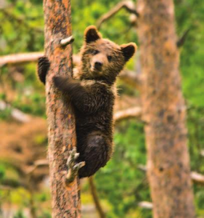 Bjørn Bjørnen har i dag status som sterkt truet på rødlista, og vi finner leveområdene for bjørn i grensestrøkene våre. Men hannbjørnene kan foreta lange streifrunder.