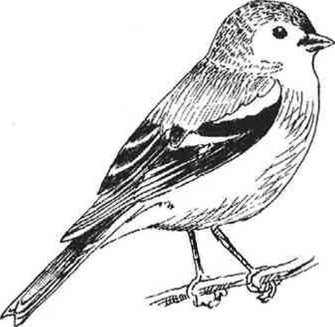 Hvilke fugler holder til ved bekken? - 1 Fuglebok Her ser du åtte forskjellige fuglearter. Bruk fugleboken til å finne navn på fuglene og hvor de lever.