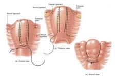 Best practice & research.clinical obstetrics & gynaecology.