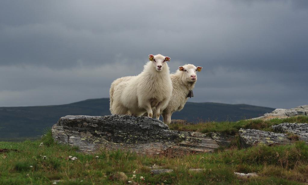 Fagområdene er avl, genetikk, genombiologi, ernæring, etologi og husdyrmiljø.