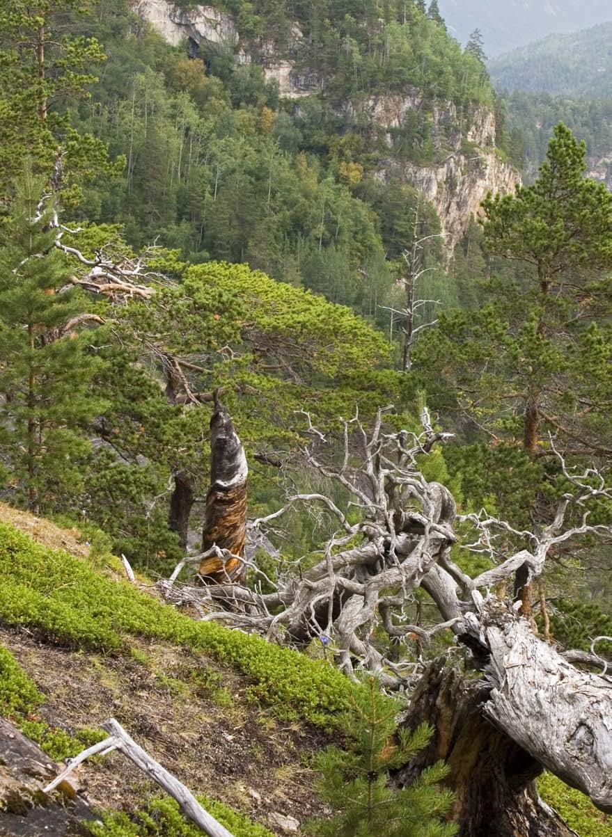 Har du verneverdig skog på eiendommen din?