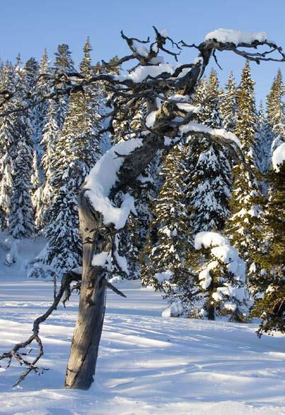 Hva baseres erstatningen på? Erstatningen ved frivillig vern av skog er basert på verdien av å drive skogbruk i området.