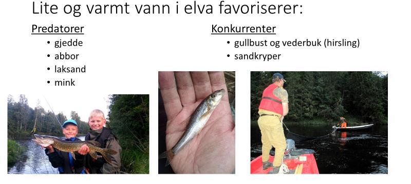 Antall sandkryper (midterste bilde) i forhold til antall lakseyngel undersøker vi med en spesialutviklet