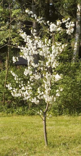 Eksempel 3 I 006 plantet Elin et morelltre. Funksjonen h gitt ved 3 0.003 0.09 1 0,0 h x x x x viser høyden til morelltreet i meter x år etter at det ble plantet. Morelltre i blomstring.