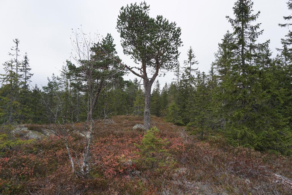 blåbærgranskog Foto: Egil Bendiksen