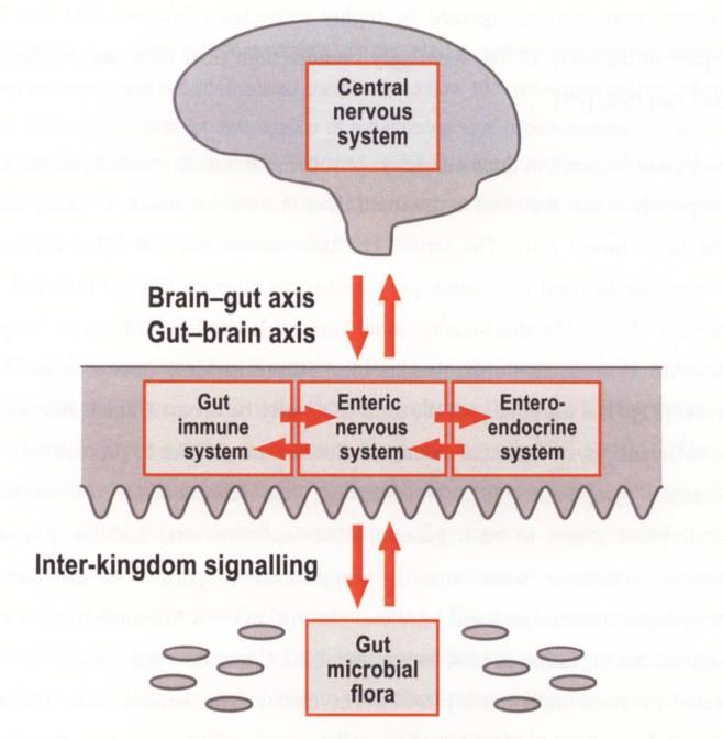 Brain-Gut axis and beyond Toveis interaksjon med enteroendokrine celler og immunapparatet Probiotica