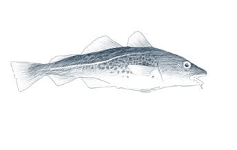 Havfisk er Norges største trålrederi med ti fartøy, og fisker i hovedsak torsk, hyse og sei. Lerøy Norway Seafoods har over 130 års erfaring og får fisken sin fra 1 700 lokale fiskere.