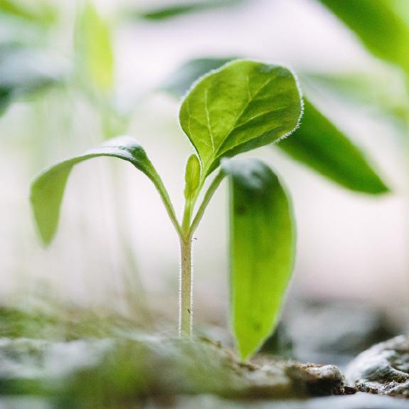 genmodifiserte organismer (GMO). Her presenteres rådets endelige anbefalinger om hvordan lovverket kan se ut for å ivareta ulike hensyn.