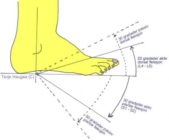 TC er et komplisert ledd som skal gi et leddutslag i foten både i dorsalfleksjon og plantarfleksjon. Dorsalfleksjon i foten utføres på to måter: 1. Foten dorsalflekteres i forhold til leggen (Fig 1).