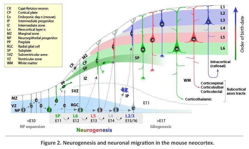 Radiale gliaceller og neuronal migrasjon http://www.sitemaker.umich.