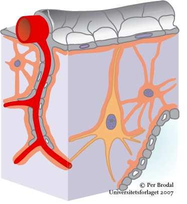 utenfor selve hjernen, dvs blod og cerebrospinalvæske Astrocytter er koblet til