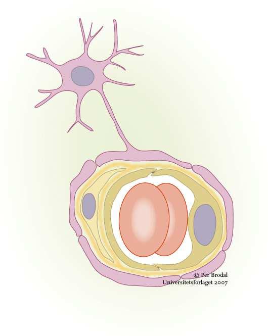 Endeføtter ved blod-hjerne-barrieren Astrogliacelle