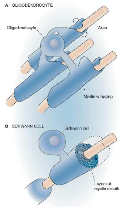 Gliaceller og myelinisering Oligodendrocytter i CNS Schwannceller i PNS Fra Boron & Boulpaep (2009) Medical Physiology, 2nd