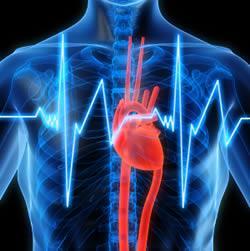 Plutselig uventet hjertedød Akutt doserelatert økning i hjertefrekvens Noe toleranseutvikling Eldre - mer utsatt for hjerteinfarkt,