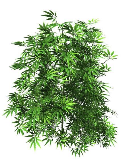 Kort om stoffet cannabis Framstilles av cannabis sativa Marihuana (bhang)
