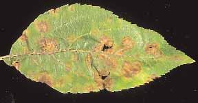 Skurvflekker kan også finnes på begge sider av bladene. Tydeligst vises de på bladoversiden. De angrepne områdene tørker ut. Skurv kan finnes på greiner. Greinskurv er mer vanlig i pære enn i eple.