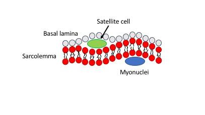 Figur 3: Satellittcellen, lokalisert mellom sarkolemma og basal lamina. Legg merke til forskjell fra myokjernens plassering på innsiden av sarkolemma.