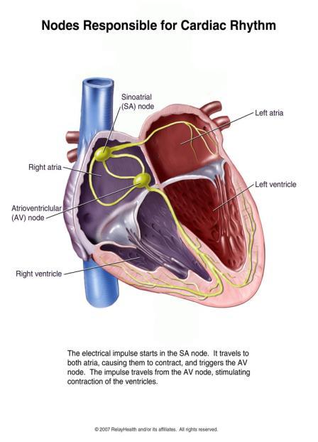 Hjertets ledningssystem Et system av spesialiserte celler som leder aksjonspotensialer gjennom hjertet.