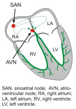 Hjertets ledningssystem, forts.