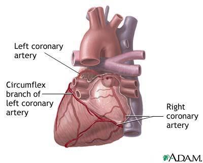 Hjertets anatomi - koronararteriene Koronararteriene (kransårene) forsyner hjertemuskulaturen (myokard).