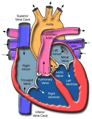 Hjertesyklus systolen, forts. Det store- og lille kretsløp 1. O2 fattig blod fra ulike vev i kropp 2. V.cava inferior 3. Høyre atrie 4. Høyre AV-klaff 5. Høyre ventrikkel 6. Pulmonal klaff 7.
