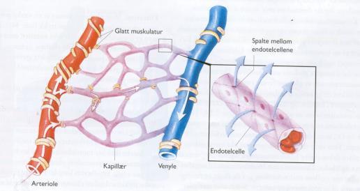 Arterioler distribusjon Små arterier. Arterioler har mye glatt muskultatur i blodåreveggen. Det autonome nervesystem styrer sammentrekning av disse musklene og dermed diameteren av arteriolen.