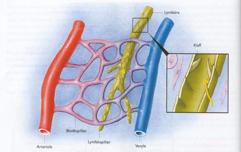 Lymfesystemet Supplerer blodsirkulasjonen, sørger for at overflødig væske ikke hoper seg opp, fanger opp større partikler som ikke kommer seg tilbake til blodet.