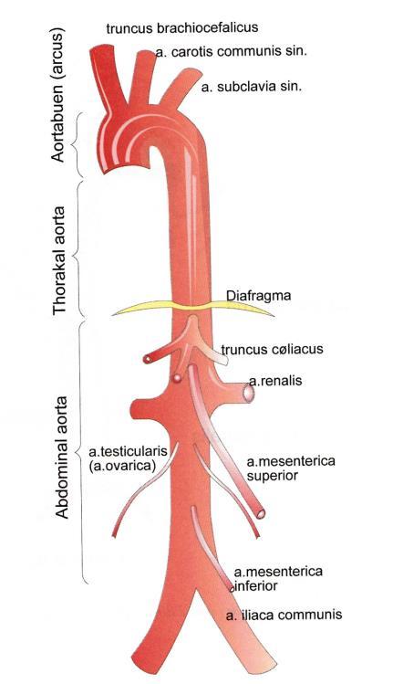 Oversikt over arterier som avgår fra aorta. Arterier hvor man kan kjenne puls Pulsen kan kjennes flere steder på kroppen. Viktig å kjenne navnet på disse arterier da det ofte refereres til disse. - a.