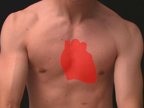 Hjertets anatomi Menneskehjertet er omtrent så stort som en knyttneve. Det ligger i brysthulens midtparti (mediastinum), like bak brystbenet og over mellomgulvet topnews.