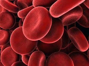 Røde blodceller - erytrocytter Erytro = rød, cytter = celler Poser med hemoglobin Utgjør 99% av cellene i blodet. Dette er den celletypen det finnes mest av i hele kroppen.