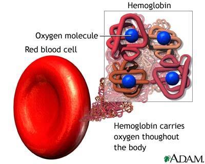 2000 ganger så stort som et oksygenmolekyl, og består av en jernforbindelse som kalles hem, og en proteindel (globin) 71 Hemoglobin