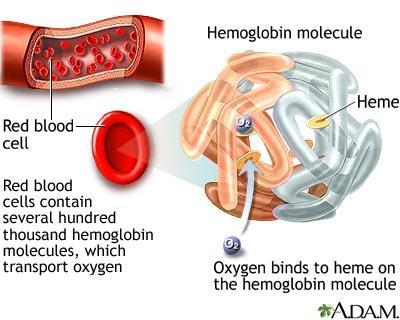 Hemoglobin og anemi Hemoglobin kan måles for å sjekke konsentrasjonen av hemoglobin i blodet ( blodprosent ).