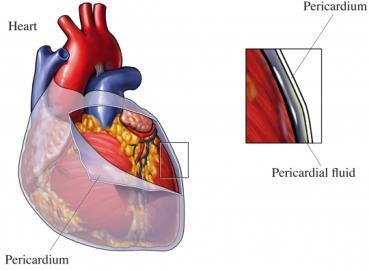 Funksjoner Reduserer friksjonen mot hjertets bevegelser. Beskytter hjertet mot overfylning.