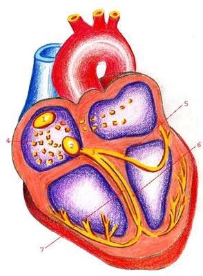 Hjertets elektriske ledningssystem Spesialiserte hjertemuskelceller med evne til å generere aksjonspotensialer og lede disse hensiktsmessig Består av sinusknuten, atrioventrikulærknuten, His bunt og