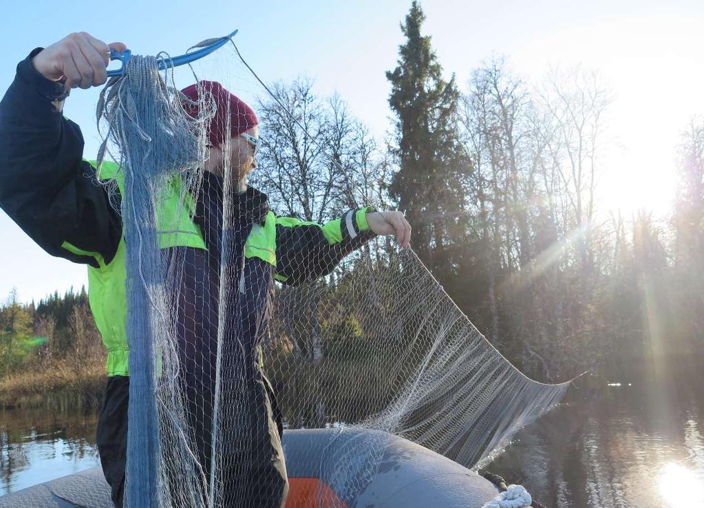 Praktiske erfaringer fra feltarbeidet Det var meget varierende tilgang på fisk i begge innsjøene.